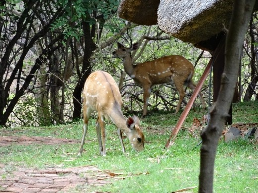 Bushbok