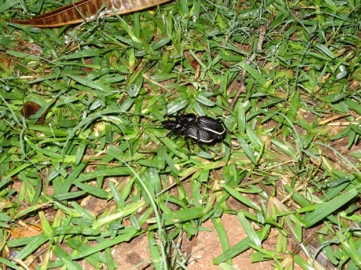 Beetles - 'at it' ;-)