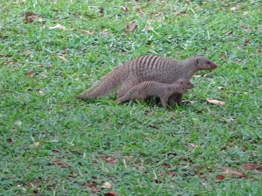 Mongooses
