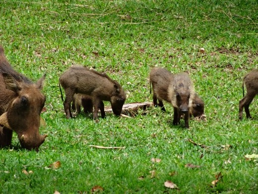 More baby warthogs