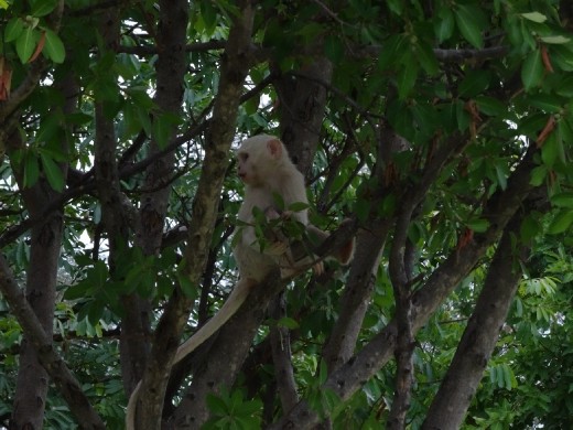 Albino Vervet 