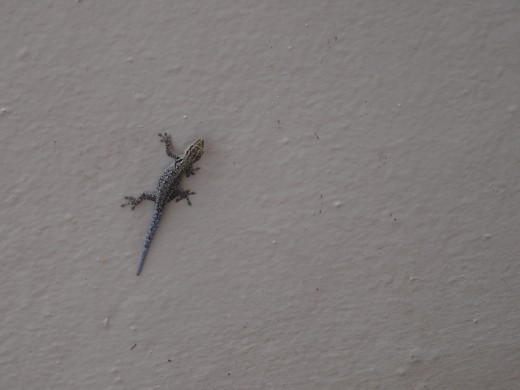 A Gecko on the wall