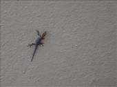 A Gecko on the wall: by davidt, Views[276]