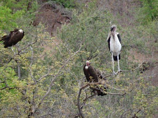 Vultures and a Marabou Stork