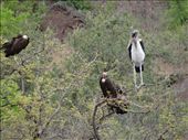 Vultures and a Marabou Stork: by davidt, Views[386]