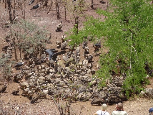 Feeding frenzy - don't feed the vultures