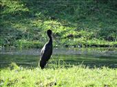 An open billed stork: by davidt, Views[272]