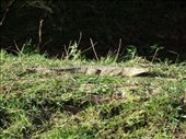 Crocodile!: by davidt, Views[333]