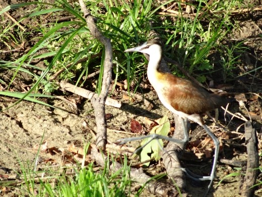 African Jacana