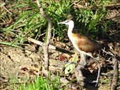 African Jacana: by davidt, Views[229]