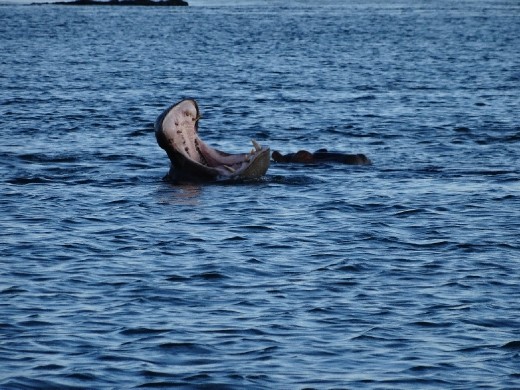 My what big teeth you have!