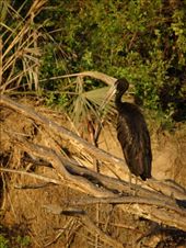 Another stork: by davidt, Views[235]