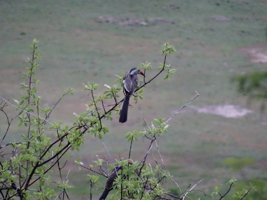 Southern Red Billed Hornbill