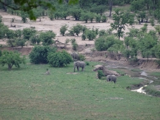Elephants from afar