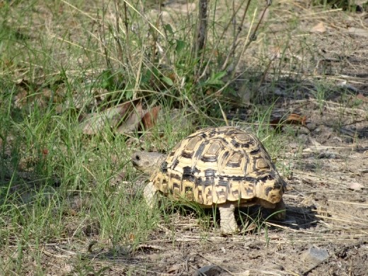 Leopard tortoise