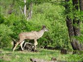 Kudu: by davidt, Views[194]