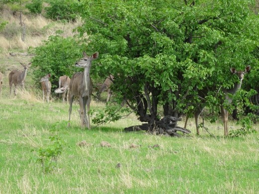 More kudu