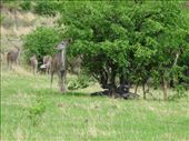 More kudu: by davidt, Views[339]