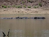 A pod of hippos: by davidt, Views[172]