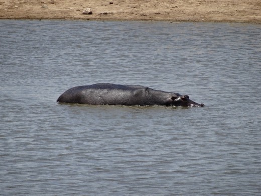 A big hippo