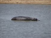 A big hippo: by davidt, Views[266]