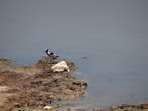 A blacksmith plover