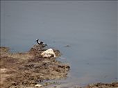 A blacksmith plover: by davidt, Views[223]
