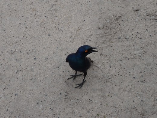 Glossy starling