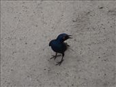 Glossy starling: by davidt, Views[307]