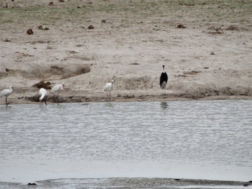 Spoonbills & a stork