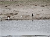 Spoonbills & a stork: by davidt, Views[130]