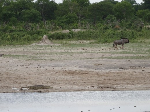 Croc & Wildebeest