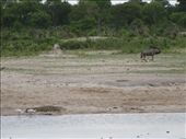 Croc & Wildebeest: by davidt, Views[143]