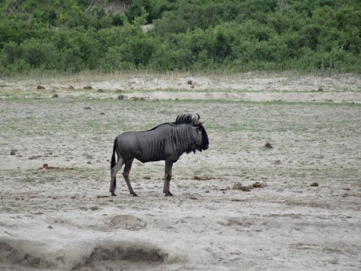 wildebeest