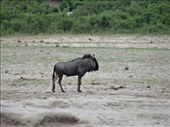 wildebeest: by davidt, Views[125]