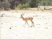 Impala: by davidt, Views[141]