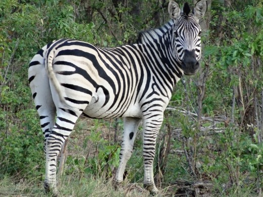 Zebra