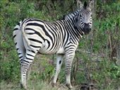 Zebra: by davidt, Views[140]