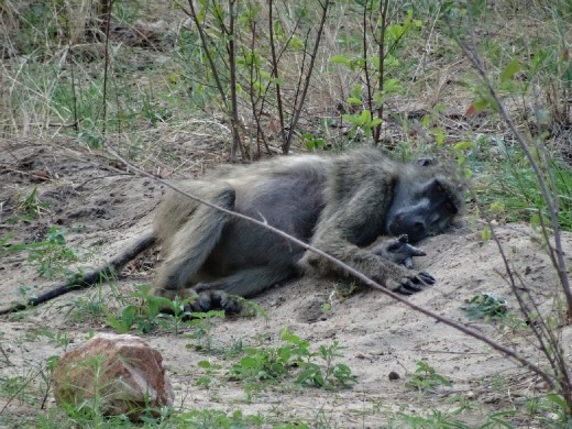 Poorly Baboon - check his belly