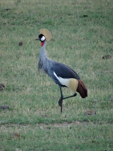A grey crowned crane