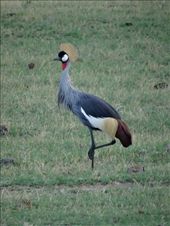 A grey crowned crane: by davidt, Views[133]