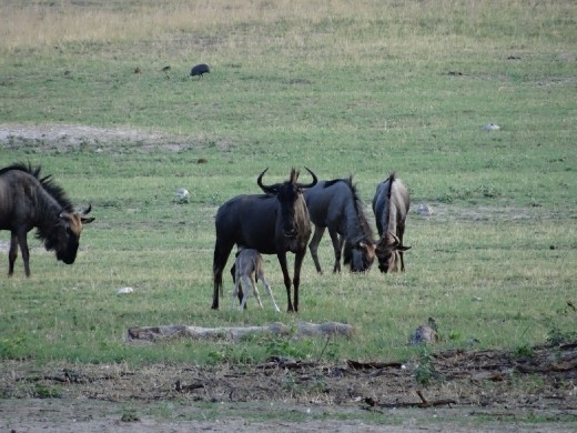 Wildebeest and baby