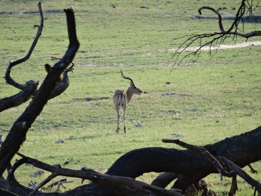 Impala - check out the McDonald's logo bum!