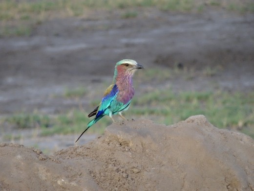 Lilac-breasted Roller