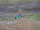 Lilac-breasted Roller: by davidt, Views[165]