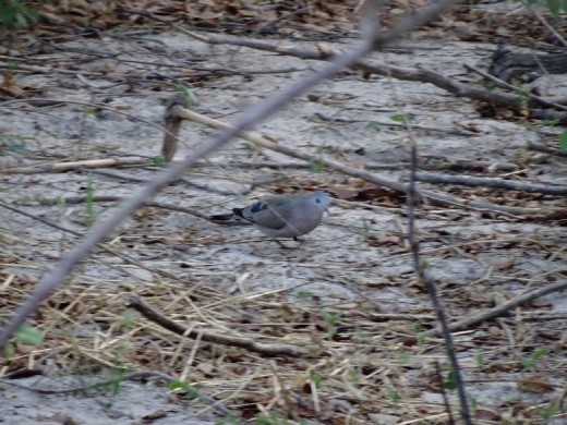 Emerald-spotted Wood Dove