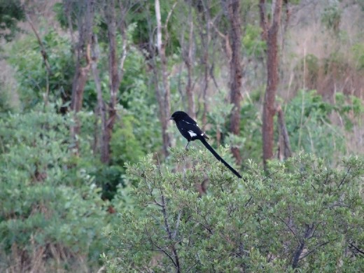 Magpie shrike