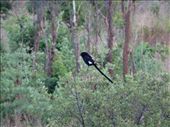 Magpie shrike: by davidt, Views[133]