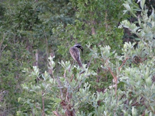 African Grey Hornbill	