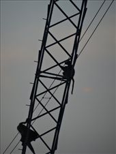 Baboons spend the night on a pylon where the leopards can't get to them: by davidt, Views[156]